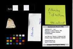 Foto (Objekt + Etikett) von Pithonoton cf. rusticum (Patrulius, 1966)  (NHMW-GEO-1990-0041-2711)